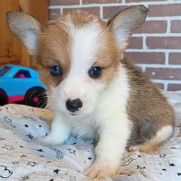 Maisy - Sable female Pembroke Welsh Corgi puppy in Checotah, Oklahoma from Skoal Creek Corgi's