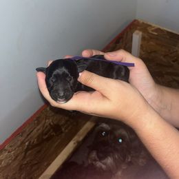Purple Collar - Black female Schnoodle puppy in Winchester, Tennessee from Mahaffey’s Doodles