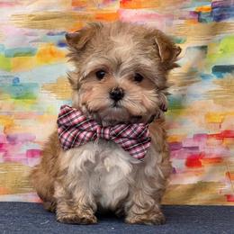 Honey SMALL - Gold male Morkie puppy in Monticello, Iowa from Ashley’s Puppies