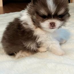 Giovanni - Chocolate and tan male Pomeranian puppy in Crivitz, Wisconsin from Royal Palace Pomeranians
