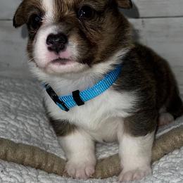 Boy 1 - White and red male Pembroke Welsh Corgi puppy in Dickinson, Texas from Gulf Coast Corgis