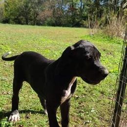 Great Dane Puppies from Trisha Self's Great Danes
