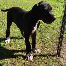 Great Dane Puppies from Trisha Self's Great Danes
