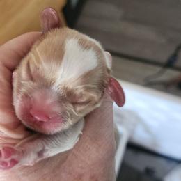Lennon - Blenheim male Cavalier King Charles Spaniel puppy in Albany, Oregon from Hit Parade Cavaliers