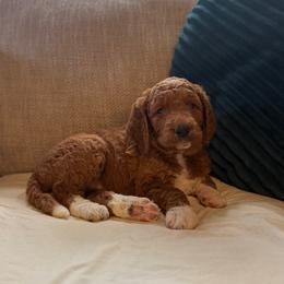 Abby - Red  female Goldendoodle puppy in Fayetteville, Arkansas from Mountain Grove Doodles