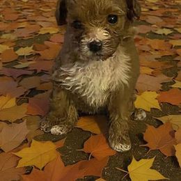 Ginger - Red  female Goldendoodle puppy in Cumberland, Rhode Island from minigoldendoodlesofRI