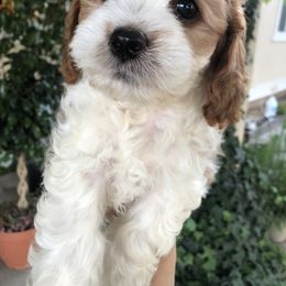 Cavalier King Charles Spaniel and Cavapoo Puppies from VITPOM PUPPIES