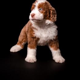 KIMBER - Phantom female Bernedoodle puppy in Corpus Christi, Texas from The Henke Doodles