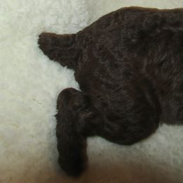 Goldendoodle and Poodle Puppies from David & Patricia Elliott