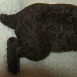 Goldendoodle and Poodle Puppies from David & Patricia Elliott