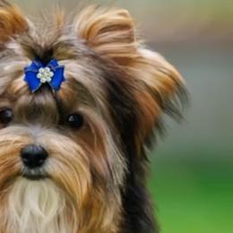 Biewer Terriers and Golden Retrievers from Phoenix Golden Retriever & Biewer Terriers