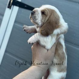 Purple girl - Red and white female Basset Hound puppy in Conway, Missouri from Ozark Mountain Kennel