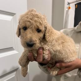 Dancer - Caramel ice male Labradoodle puppy in Monticello, Georgia from Daylin’s Doodles & Labradors