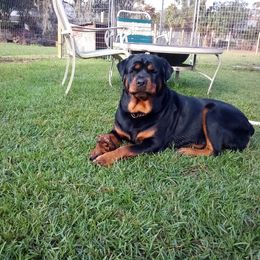 Genie - Rottweiler