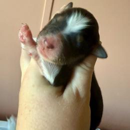 Clove - Black tri female Miniature Australian Shepherd puppy in Gatesville, Texas from Southern Promise Aussie’s
