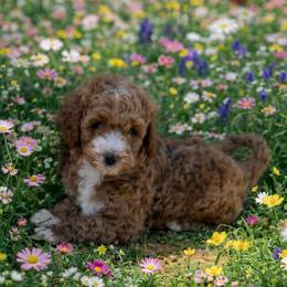 Amos - Red  male Goldendoodle puppy in Inman, South Carolina from Mossy Doodles LLC