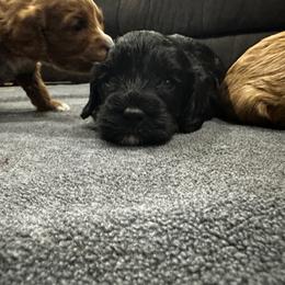 Patsy - Black female Cavapoo puppy in Thorndale, Texas from Hattie’s Texas Cavapoos