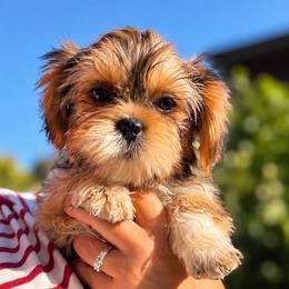 Zeus - Chocolate and tan male Shih Tzu puppy in Chattanooga, Tennessee from Joyfull Pals