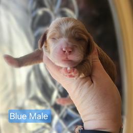 Blue Male - Red and white male Cockapoo puppy in Mocksville, North Carolina from Hunting Creek Farm & Kennel