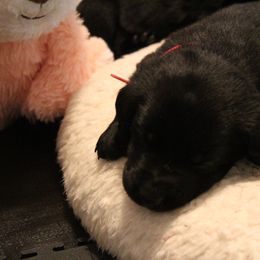 Golden Retriever and Labrador Retriever Puppies from Trenlock Kennels