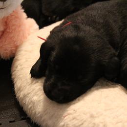 Golden Retriever and Labrador Retriever Puppies from Trenlock Kennels
