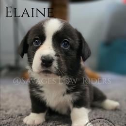 Savage Elaine of Eire - Brindle and white female Cardigan Welsh Corgi puppy in Plymouth, Iowa from Savages Low riders