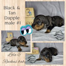 Boy 2 - Dapple male Dachshund puppy in Valrico, Florida from Bloomin Doxies