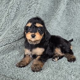 Ariel - Black and tan female Cavapoo puppy in Floyd, Virginia from Hearts and Paws Poodles and Doodles