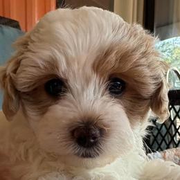 Grey collar boy - White male Maltipoo puppy in Silver Springs, Florida from Puppy Love Palace at HB Farm