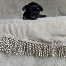 Clara - Black female Havanese puppy in Ashtabula, Ohio from Beulah Bouviers and Havanese