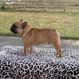 Peter - French Bulldog