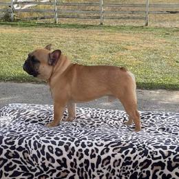 Peter - French Bulldog
