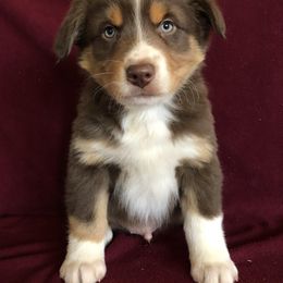 "Ruby x Ben" Australian Shepherd Puppies from Cedar Creek Farm