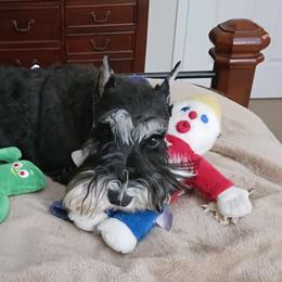 Miniature Schnauzers from Rainier Miniature Schnauzers