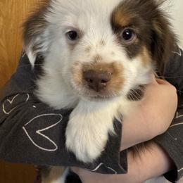 Donner - Red tri male Toy Australian Shepherd puppy in Menan, Idaho from Teton Toy Aussies