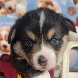 Maroon bandana boy - Black and tan male Pembroke Welsh Corgi puppy in Cherokee, Oklahoma from MCS Farms-OK