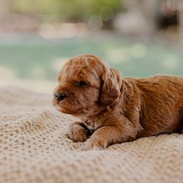 Goldendoodle and Sheepadoodle Puppies from Red River Goldendoodles