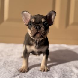 Green - Tricolors male French Bulldog puppy in Avondale, Arizona from BigDiamondFrenchies