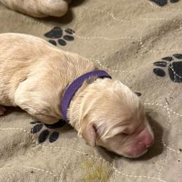 Purple collar - Light golden female Golden Retriever puppy in Indianapolis, Indiana from ZuGolden Retrievers & Doodles
