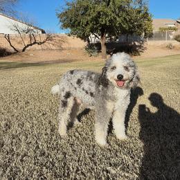 Sandy - Bernedoodle