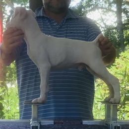 Boxer puppies from Gravestown Boxers
