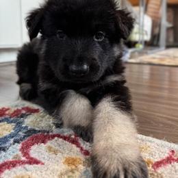 Bluff (Green collar) - Black and tan female Shiloh Shepherd puppy in Watchung, New Jersey from Blue Moon Shilohs