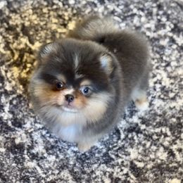 Kermit - Blue and tan male Pomeranian puppy in Kilgore, Texas from 5 Star Poms
