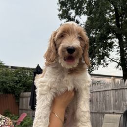 Brown Band Boy - Caramel cream male Labradoodle puppy in Plainfield, New Jersey from Caris Paws Poodles and Doodles