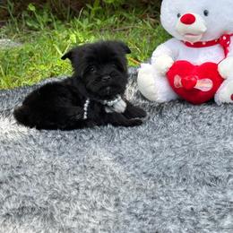 Oreo - Black and tan female Yorkshire Terrier puppy in Florida from Puppies Forever 💙❤️🐶
