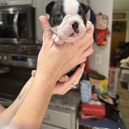 Boston Terrier Puppies from Washburns bostons