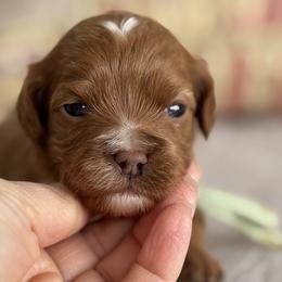 Halo- Sage collar - Red female Cavapoo puppy in Beckley, West Virginia from By Design Doodles