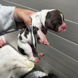 White girl - Liver white and tan female English Springer Spaniel puppy in Fairfield, California from Goldridge Springers