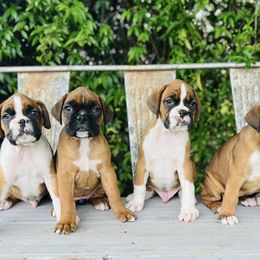 Boxers from Smokin S Kennel