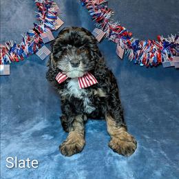 Slate - Black and white male Cockapoo puppy in Sunset, Louisiana from Cano Cockapoos